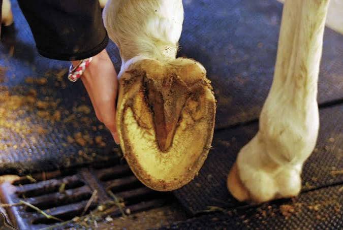 HEALTHY HOOVES, HEALTHIER RUMINANTS